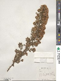 Spiraea arcuata image