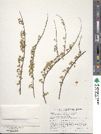 Spiraea salicifolia image