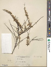 Spiraea salicifolia image