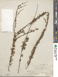 Spiraea salicifolia image