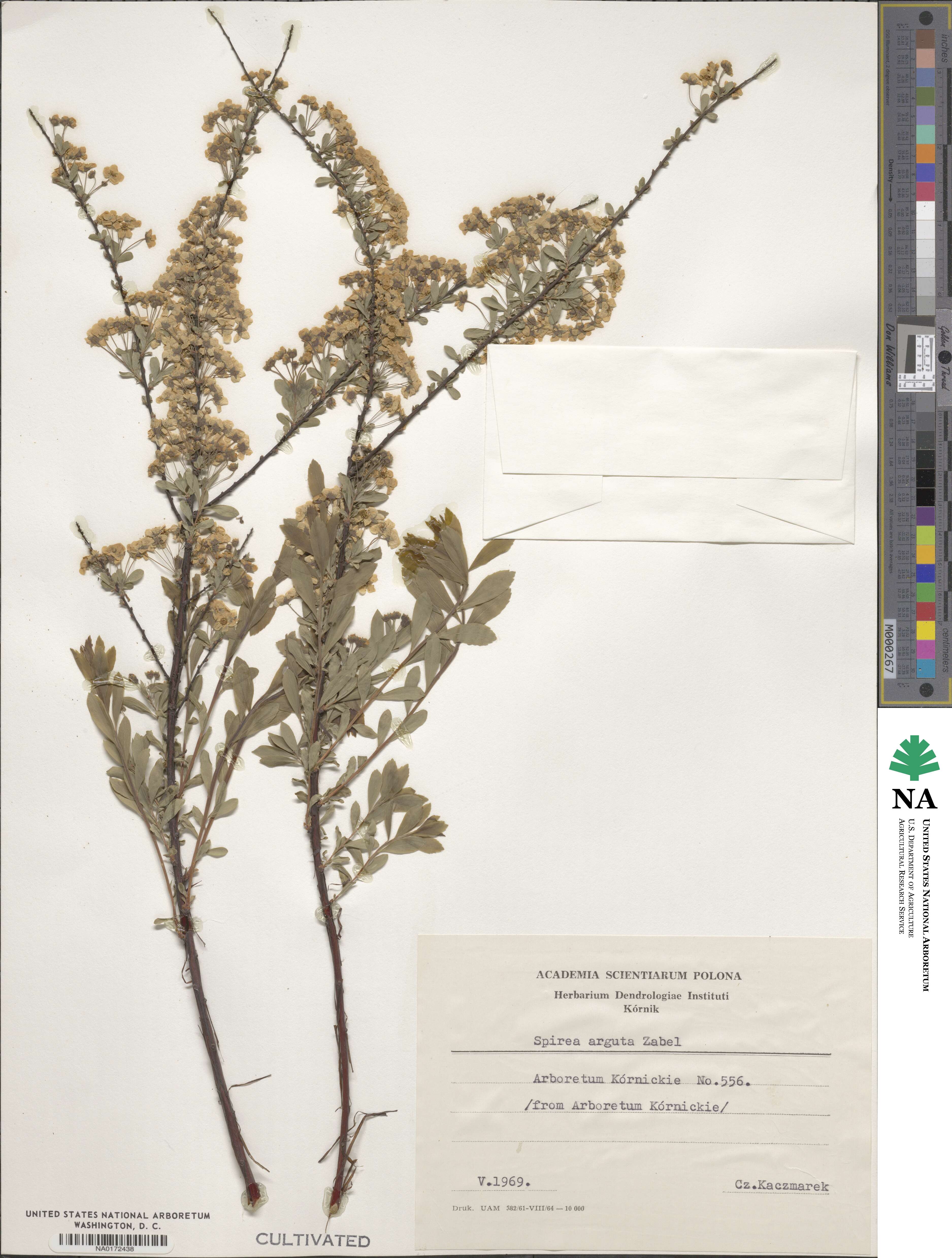 Spiraea salicifolia image