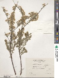 Spiraea salicifolia image