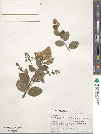 Spiraea betulifolia image