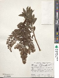 Spiraea betulifolia image