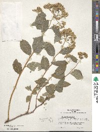 Spiraea betulifolia image