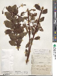 Spiraea betulifolia image