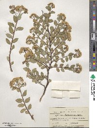 Spiraea betulifolia image