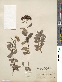 Spiraea betulifolia image