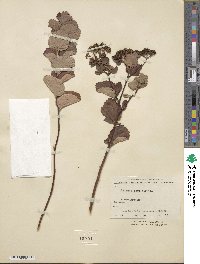 Spiraea betulifolia image