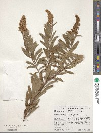 Spiraea salicifolia image