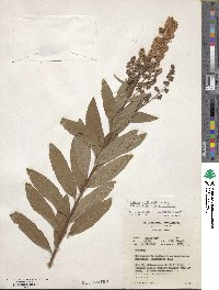 Spiraea salicifolia image