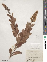 Spiraea salicifolia image