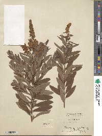 Spiraea salicifolia image