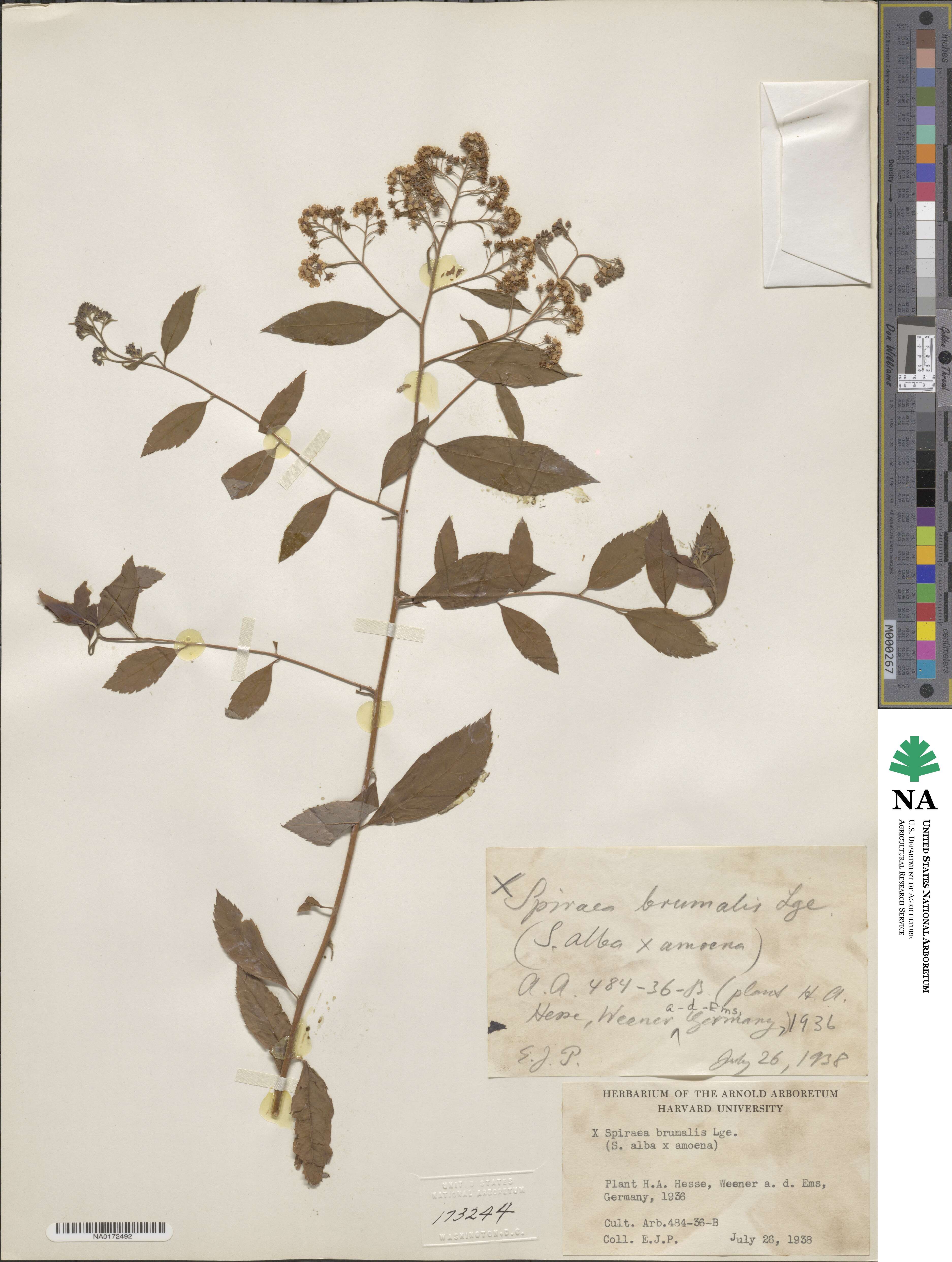 Spiraea micrantha image