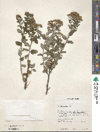 Spiraea japonica image