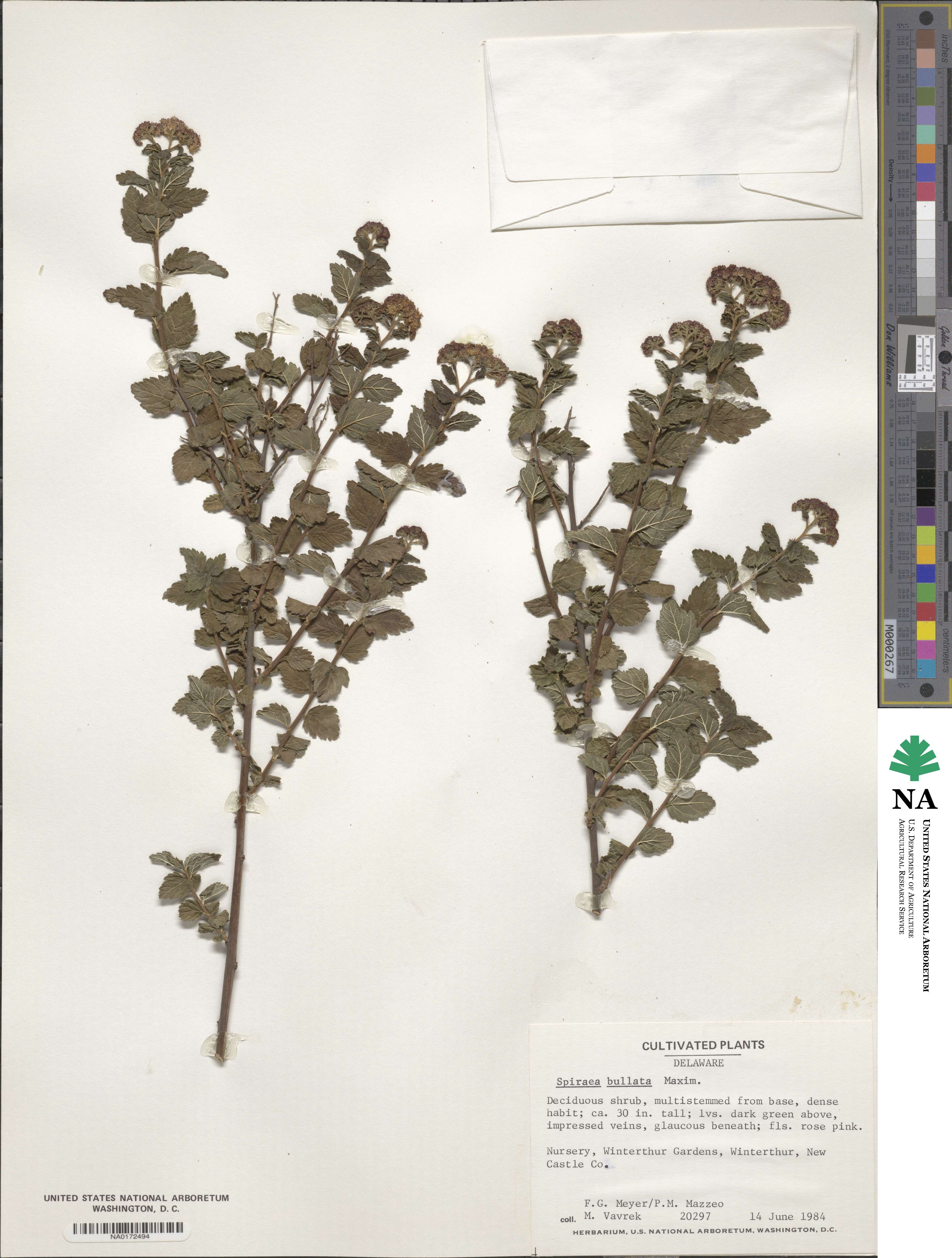 Spiraea japonica image