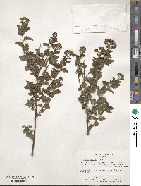 Spiraea japonica image