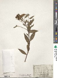 Image of Spiraea callosa