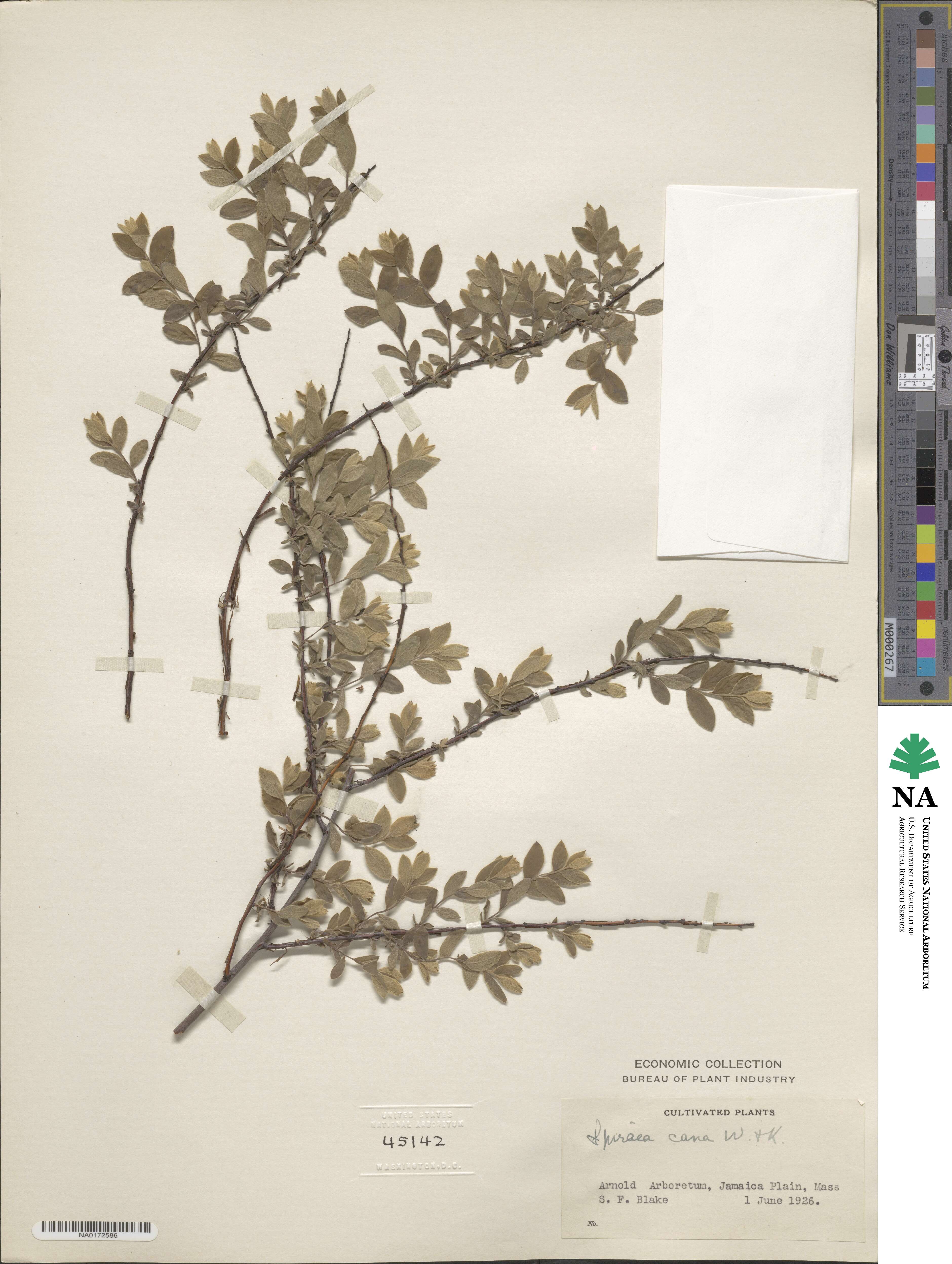 Spiraea cana image