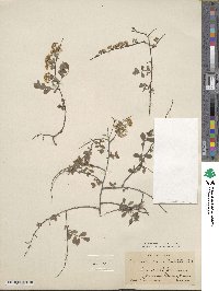 Spiraea cana image