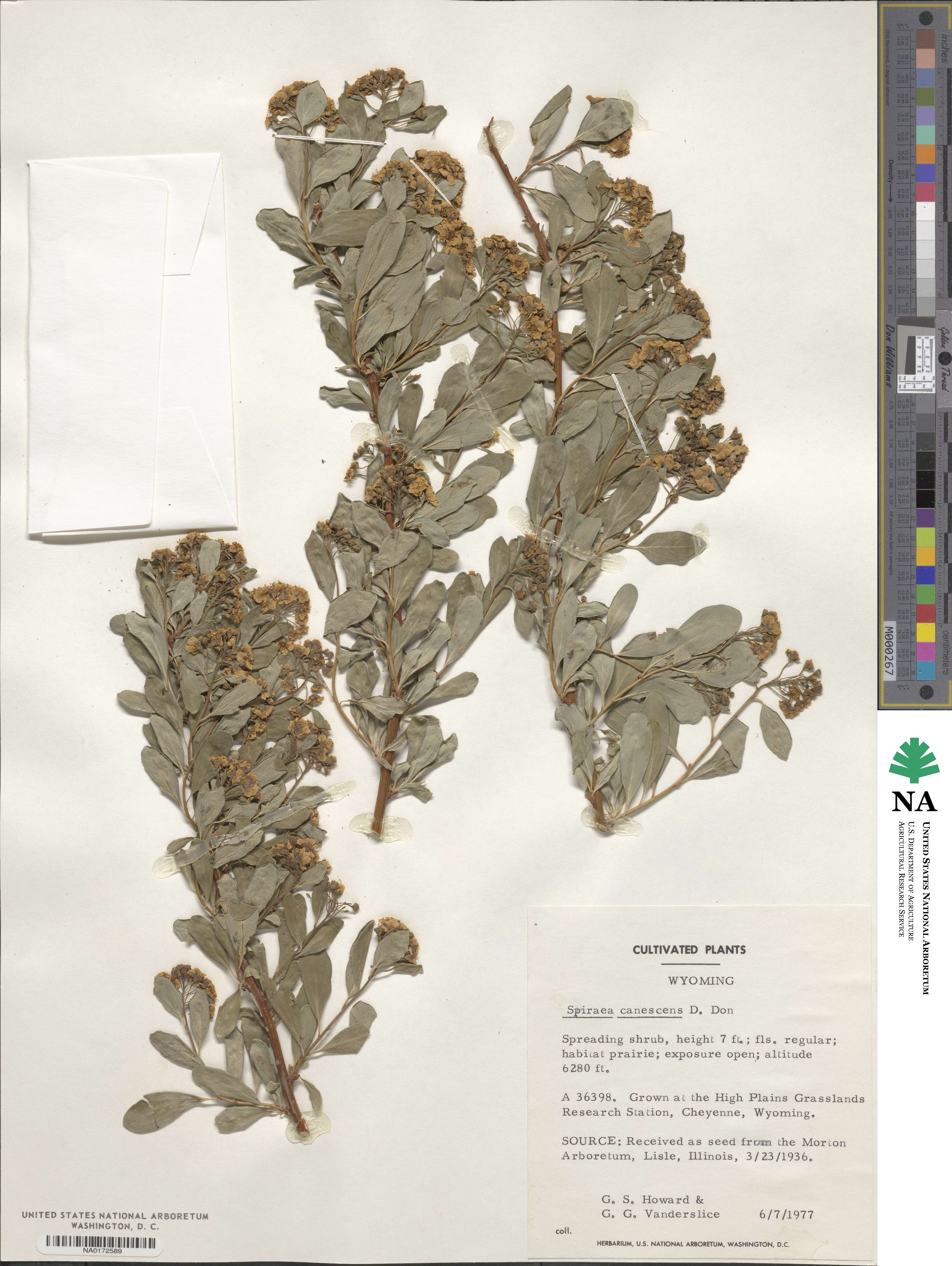 Spiraea canescens image