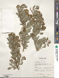 Spiraea canescens image