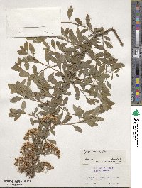 Spiraea canescens image