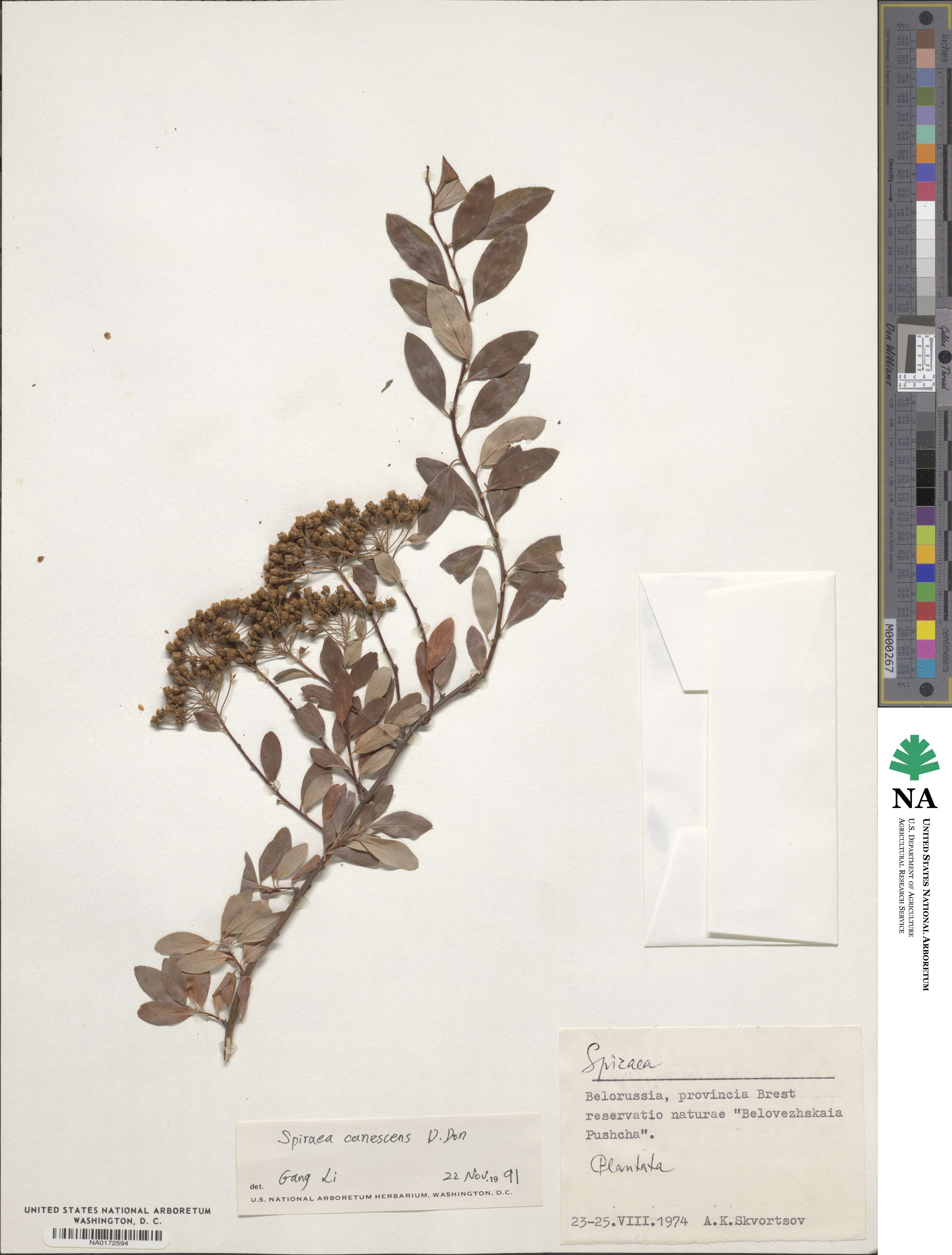 Spiraea canescens image