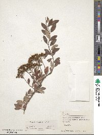 Spiraea canescens image