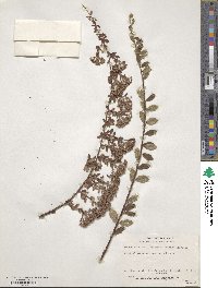 Spiraea canescens image