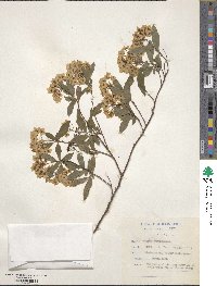 Spiraea cantoniensis image