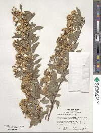 Spiraea cantoniensis image