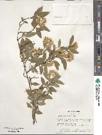 Spiraea cantoniensis image