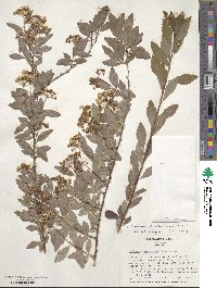 Spiraea cantoniensis image