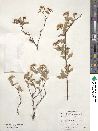 Spiraea cantoniensis image