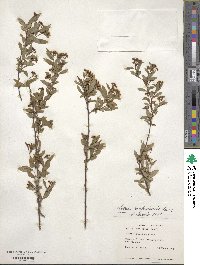 Spiraea cantoniensis image