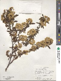 Spiraea cantoniensis image