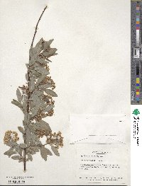 Spiraea cantoniensis image