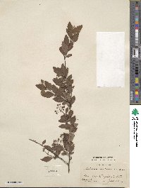 Spiraea cantoniensis image