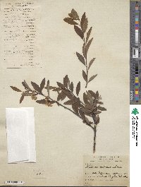 Spiraea cantoniensis image