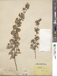 Spiraea cantoniensis image