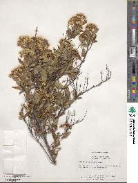 Spiraea cantoniensis image