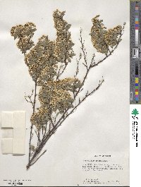 Spiraea cantoniensis image