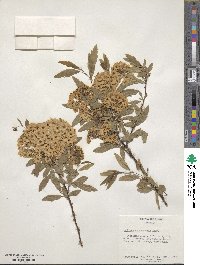 Spiraea cantoniensis image