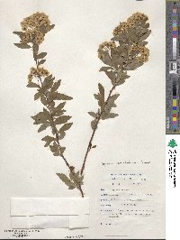 Spiraea cantoniensis image