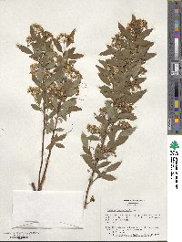 Spiraea cantoniensis image