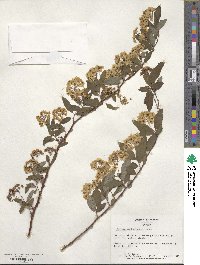 Spiraea cantoniensis image