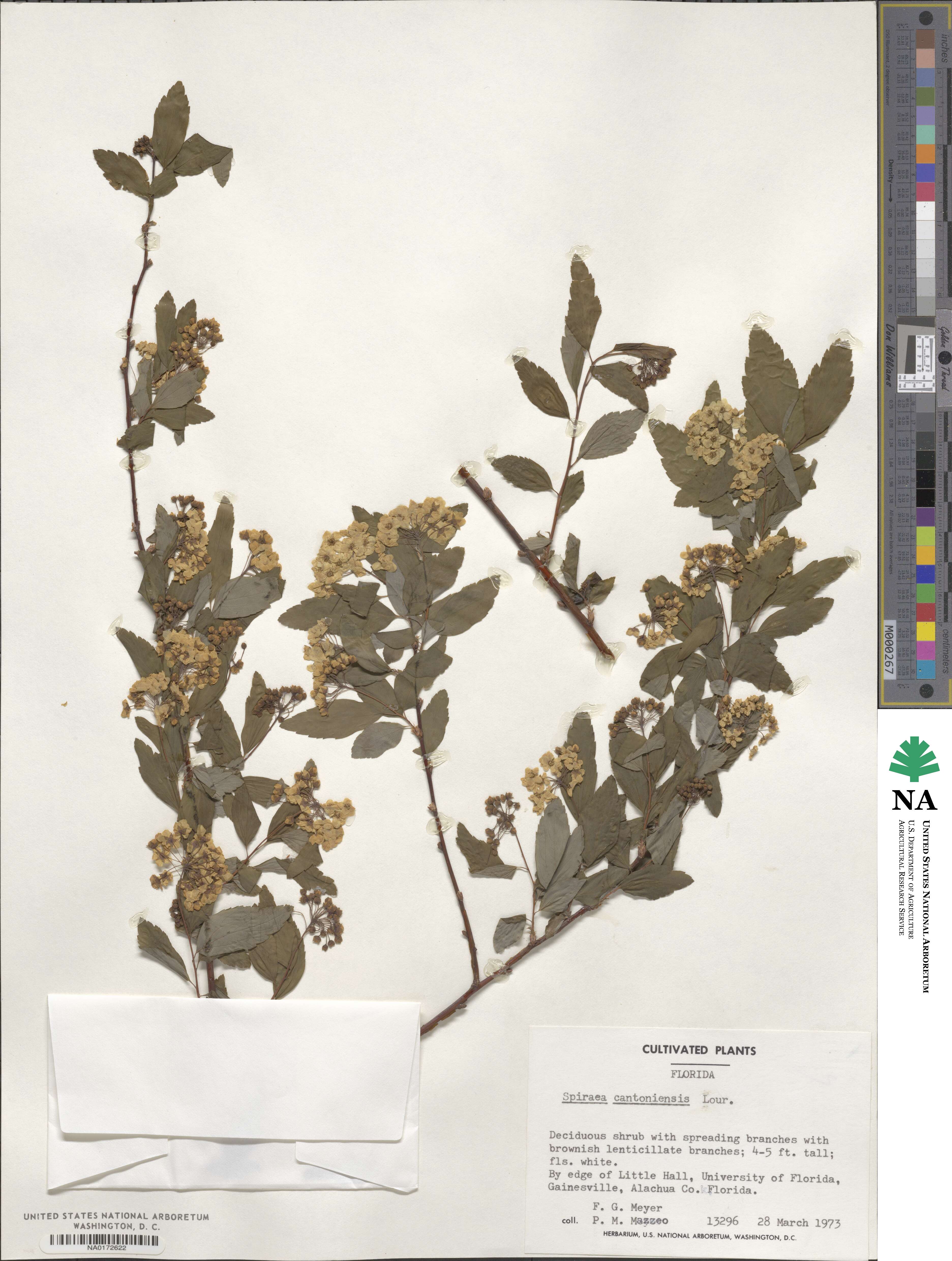 Spiraea cantoniensis image