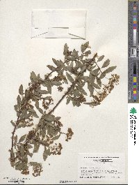 Spiraea cantoniensis image