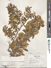 Spiraea cantoniensis image